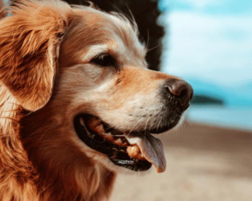 How Will I Know When 'It’s Time'? 40